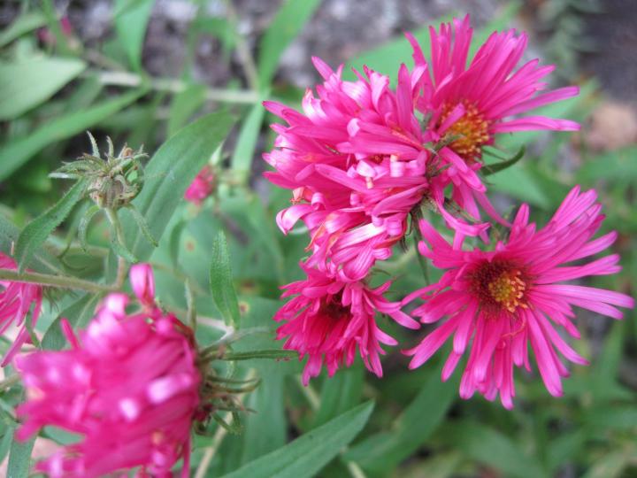 'Alma Potschke' asters 